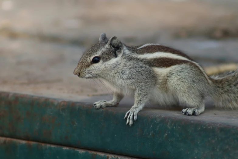 the cute little chipper is walking on the cement