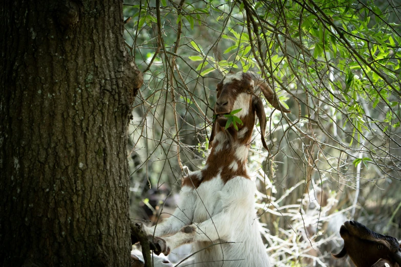 a goat is looking down at a tree