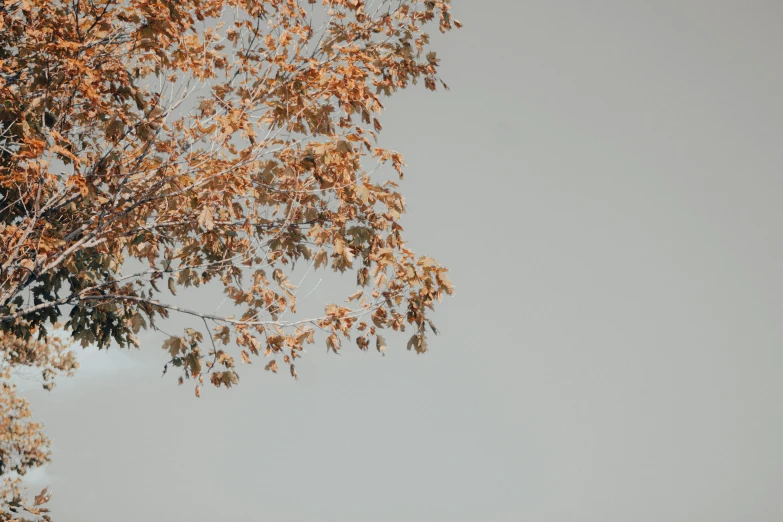 an airplane is flying over some trees and leaves