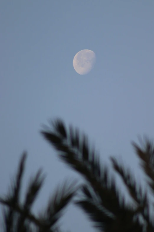 a full moon sitting above trees and sky