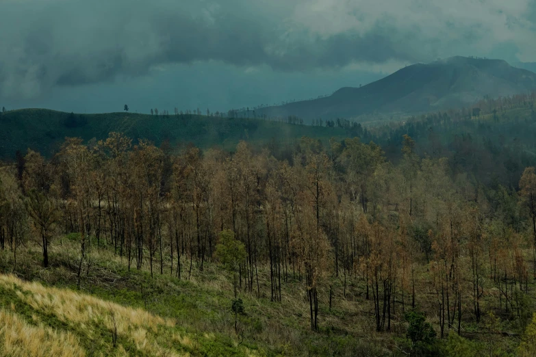 a cloudy day over some trees in the middle of nowhere