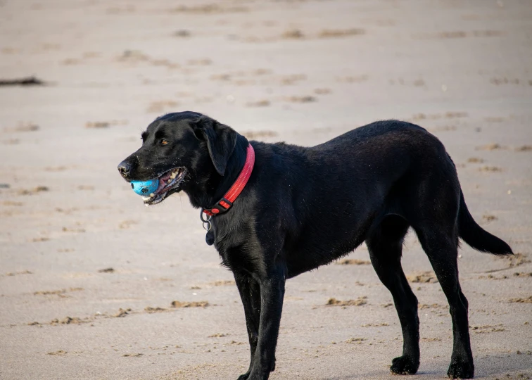 a black dog holding a ball in its mouth on the beach