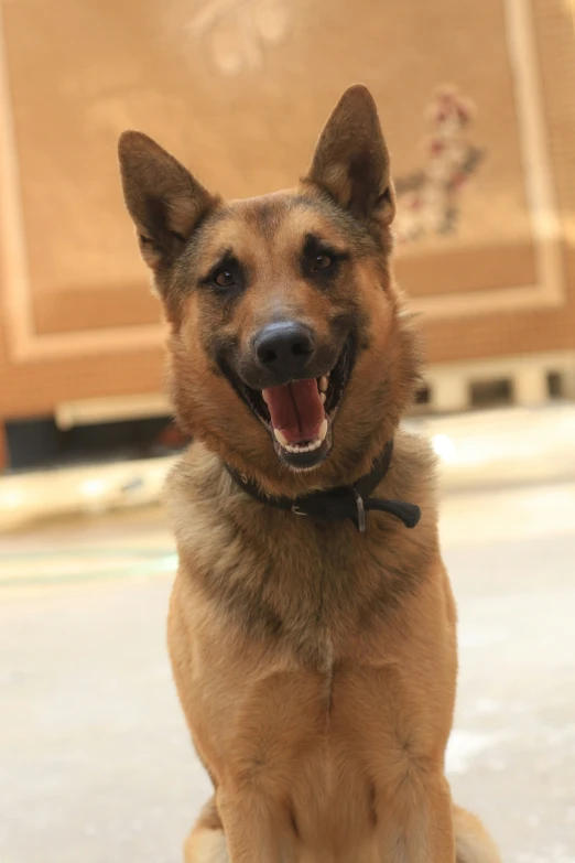 a dog sitting outside smiling for the camera