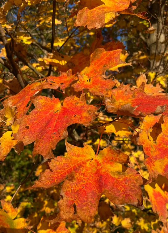 several leaves in a tree on an autumn day