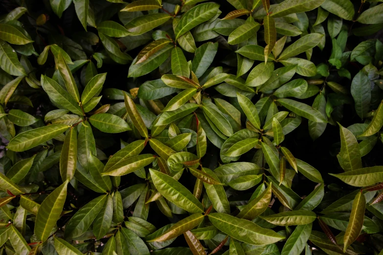 many leaves are spread over the top of each other