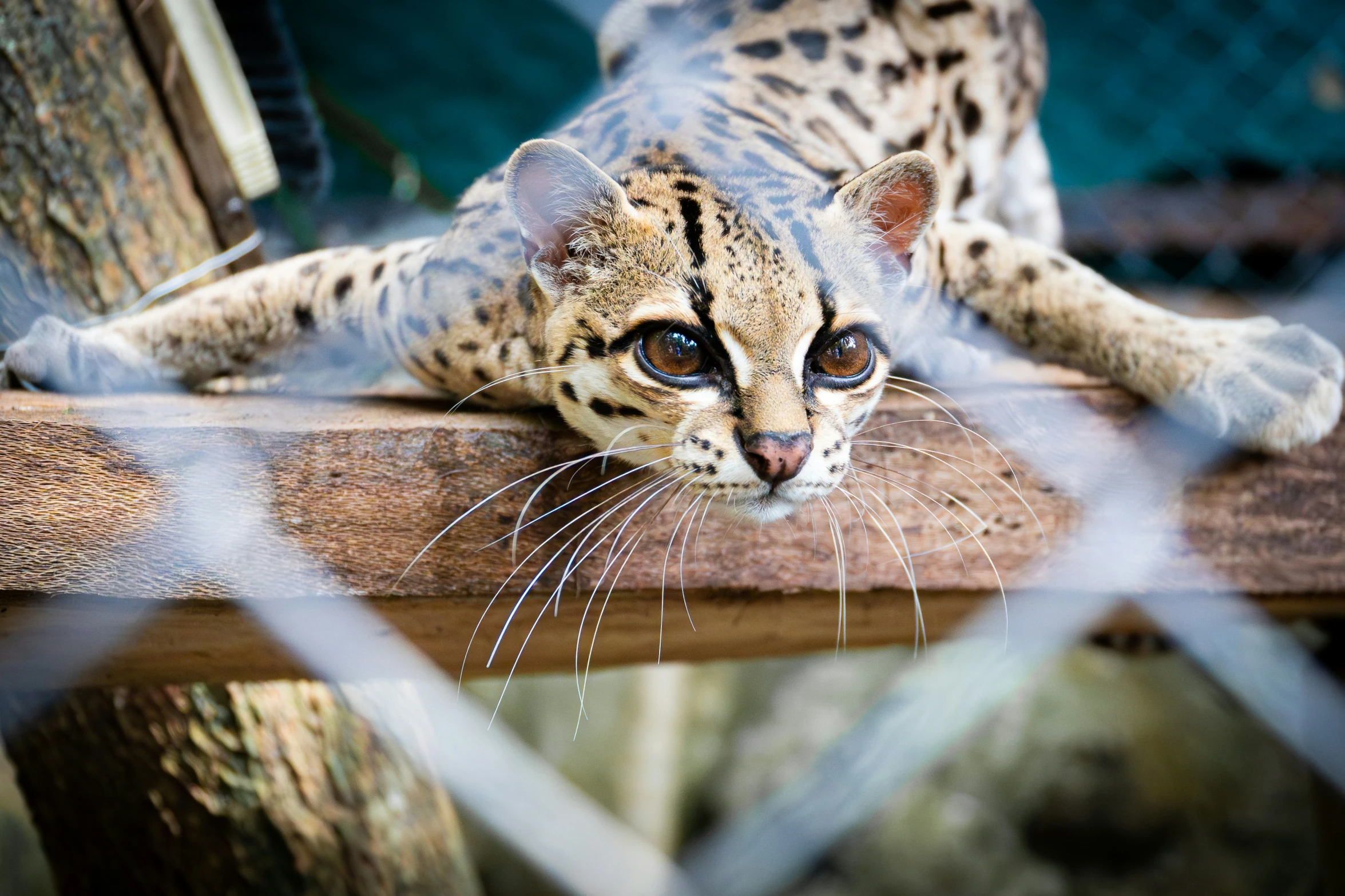 a cat looking over the side of a fence