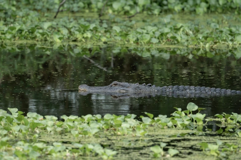 the crocodile is floating in a body of water