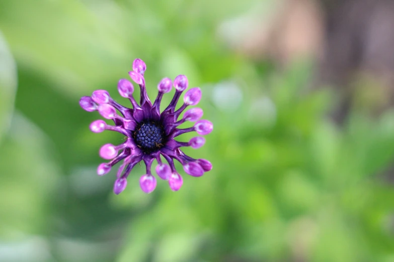 an image of a purple flower in the middle