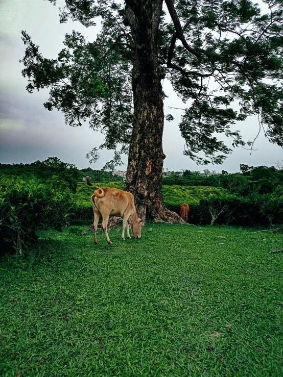 deer standing underneath a tall tree on the grass