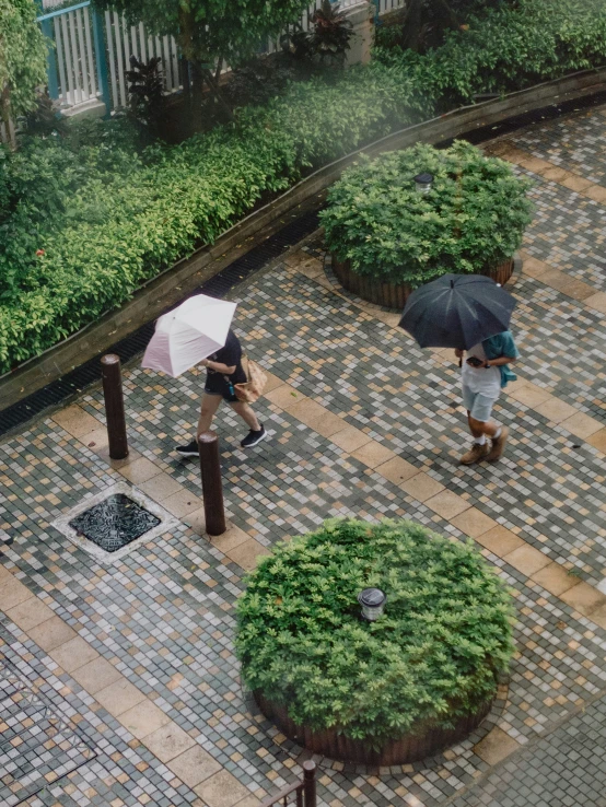 a person with an umbrella walks near several bushes