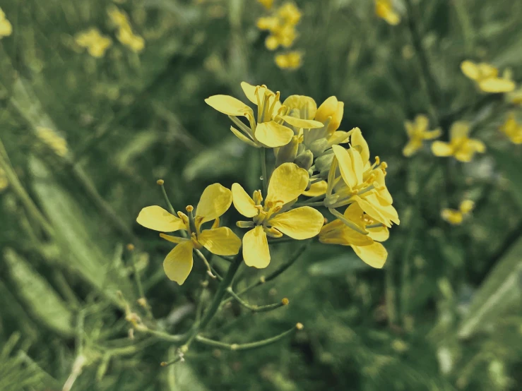 small yellow flowers blooming on a green plant