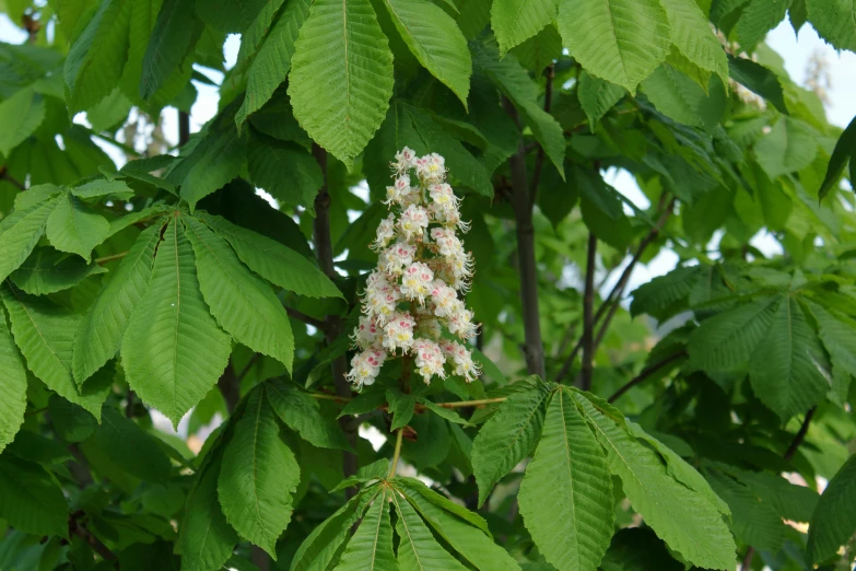 flower and leaves with a lot of green leaves in the background