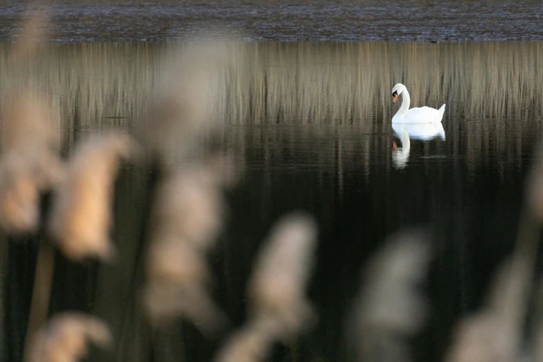 the white swan is walking through some water