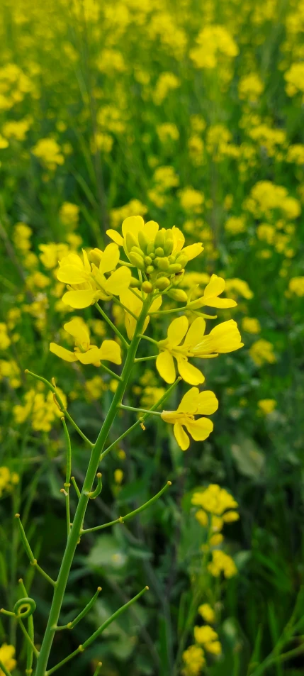yellow flowers in a field with green grass