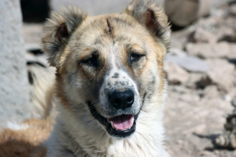 a brown dog with white and black spots on its face