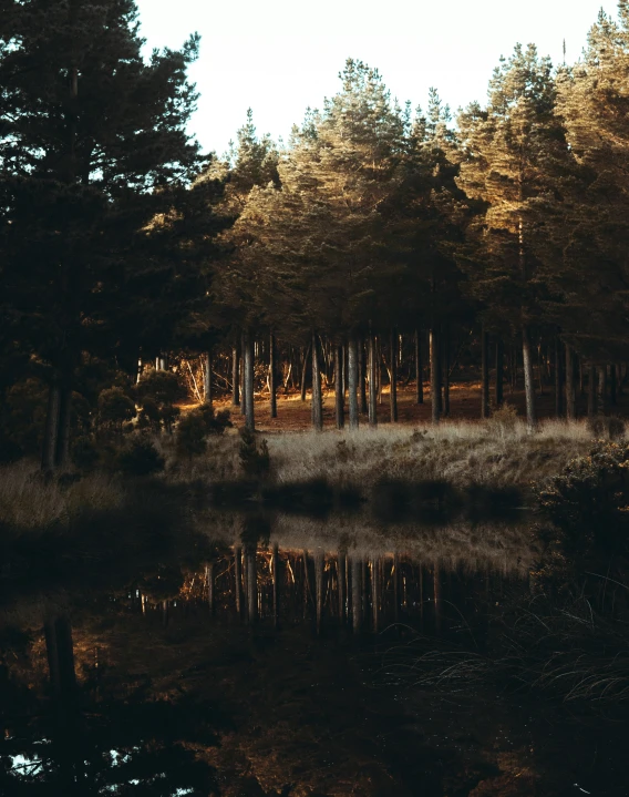 a river surrounded by trees and grass