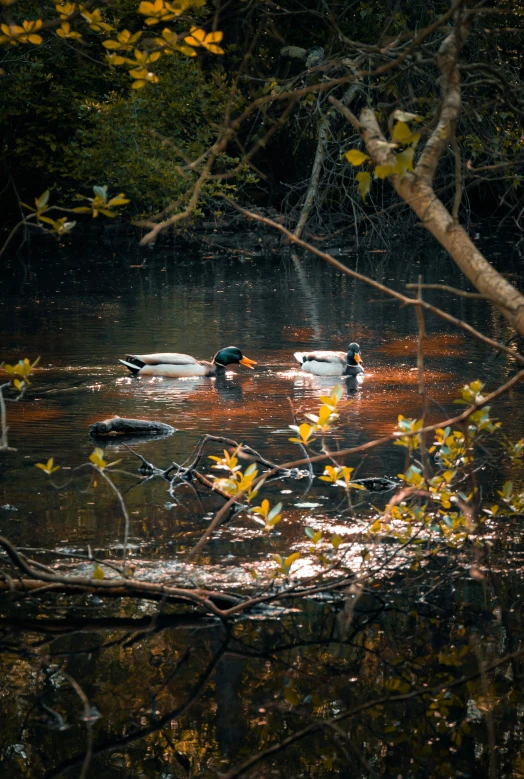 several ducks are swimming in a pond at night