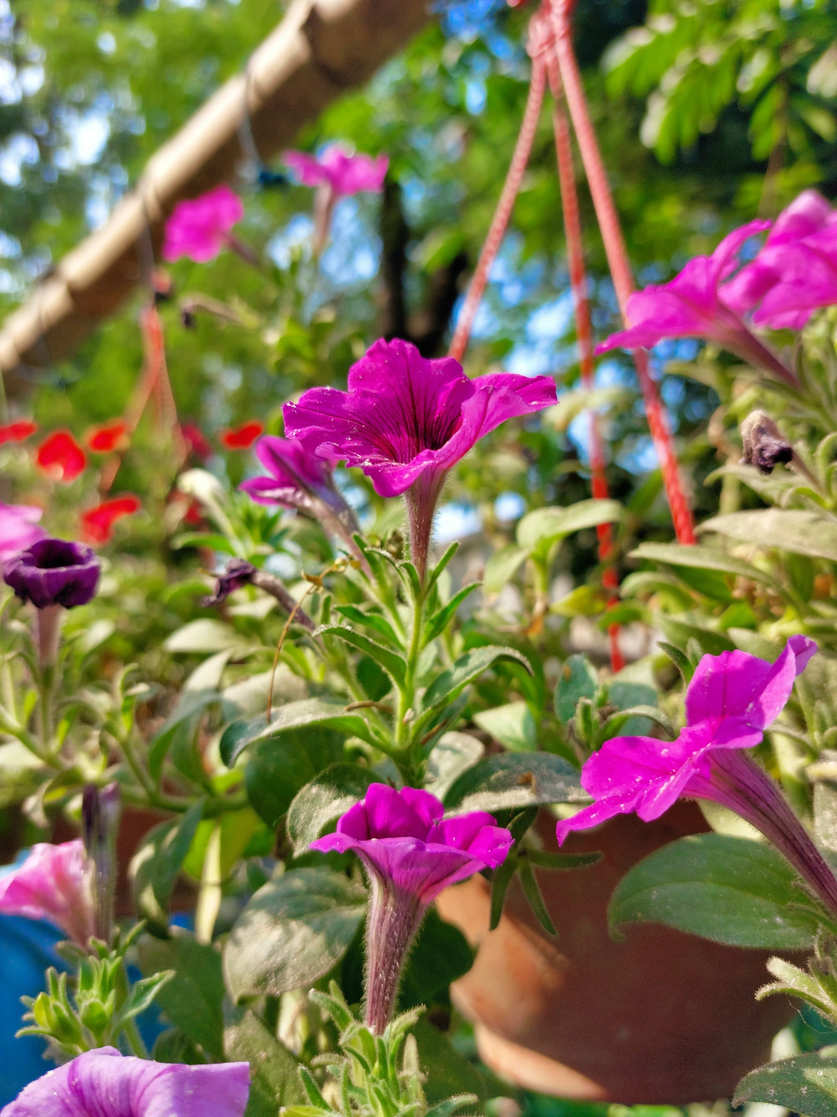 flowers in flower pots next to a tree