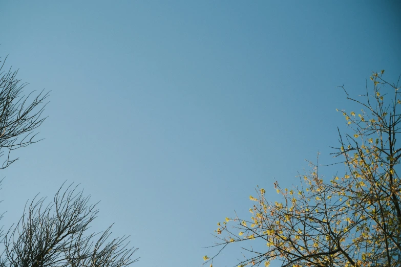 blue sky and tree nches, from the ground