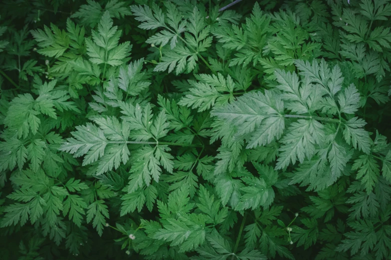 a very close up view of some green leaves