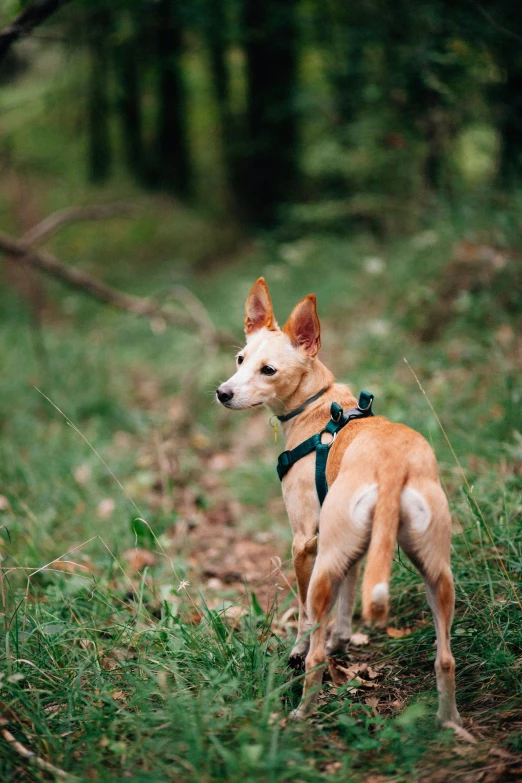 a dog stands in the grass with his mouth open