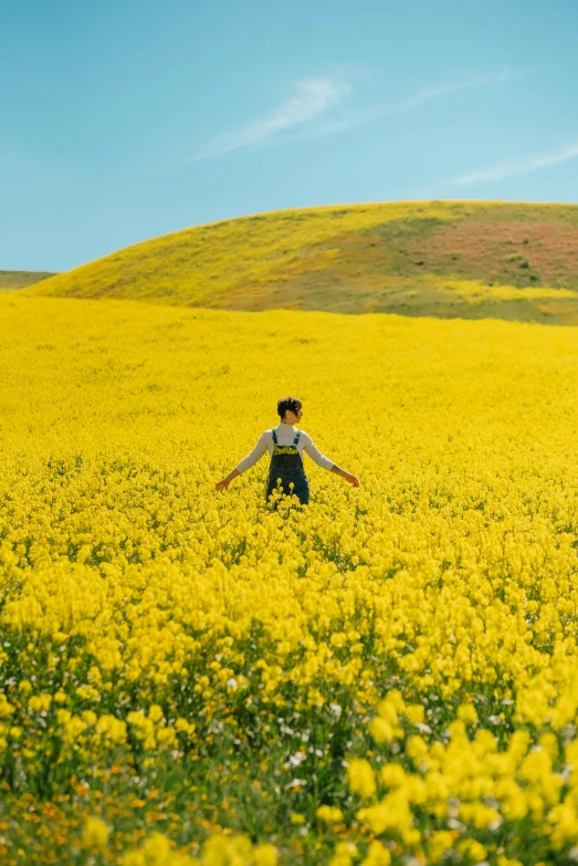 a woman walks through a canola flower field