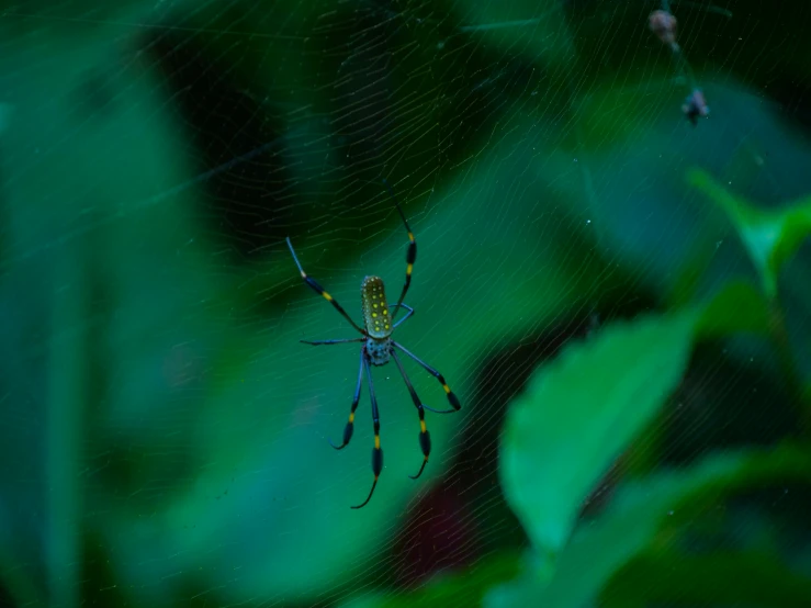 a spider is sitting on its web looking at the pographer