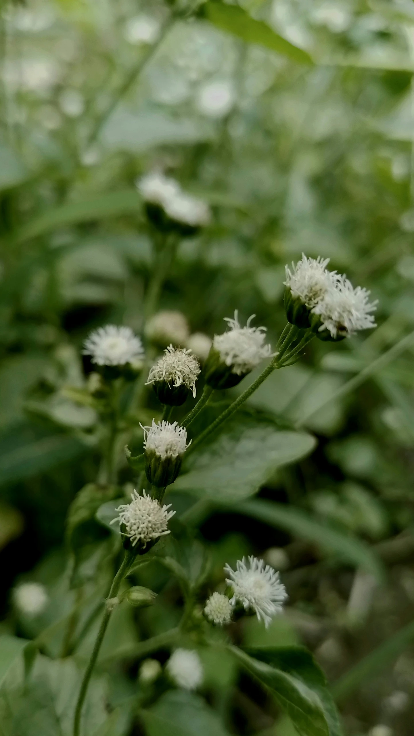 small white flowers are growing in the grass