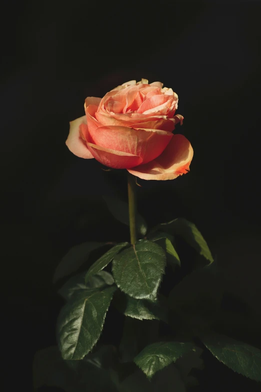 a single rose blooming on top of leaves