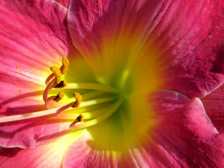 an open pink flower with yellow stamen on the center