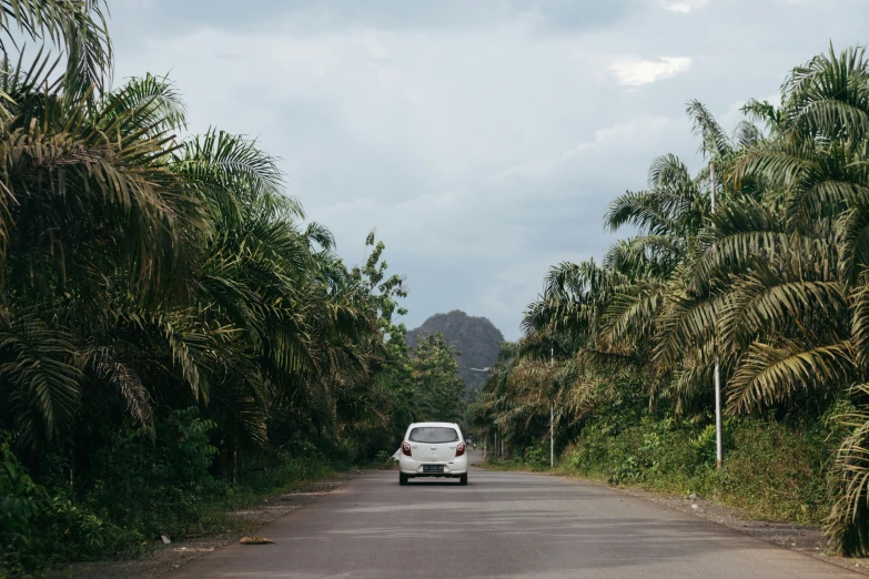 an suv driving down the road between palm trees