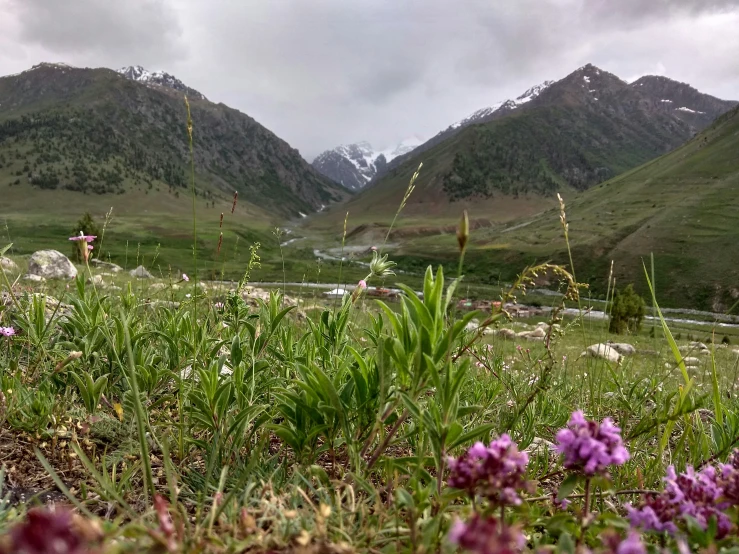 some green grass bushes and purple flowers and hills