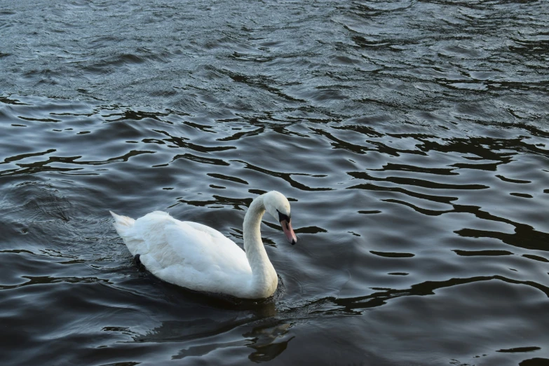 there is a swan that is swimming in the water