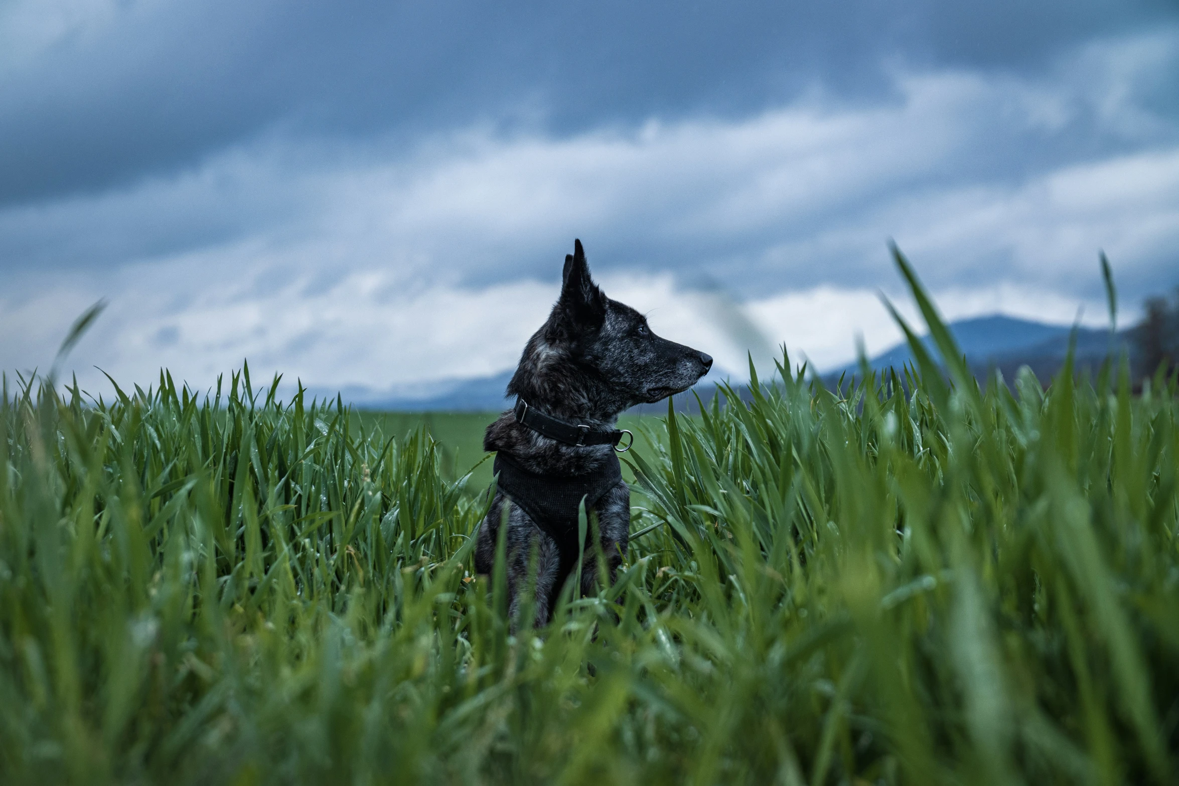 a black and white dog sitting in tall grass