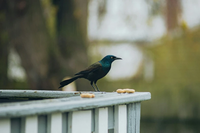 a bird that is sitting on a ledge