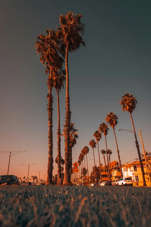 palm trees that are lined up against the sky