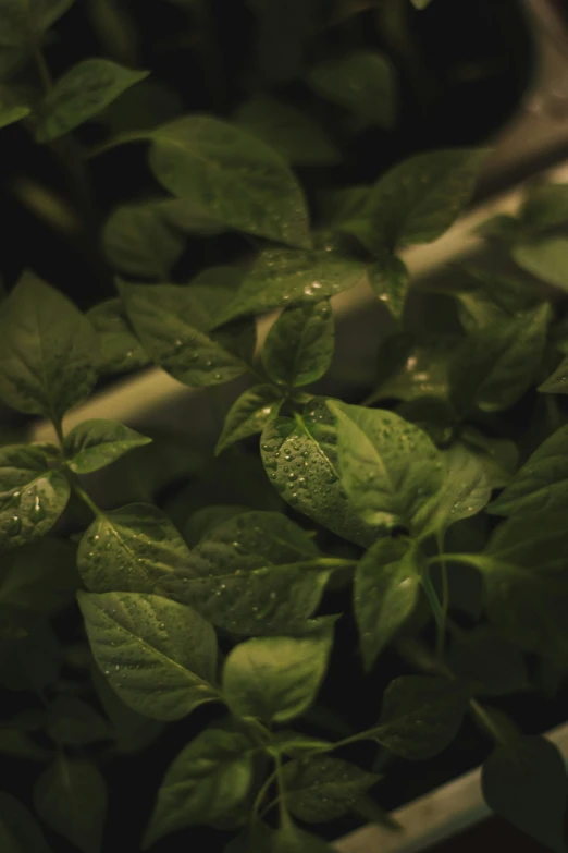 the leaves are on top of the plant with water on them