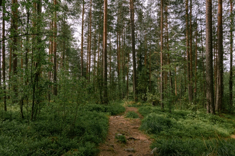 a trail in the middle of the woods is empty