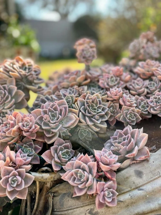 a bunch of succulents growing on top of logs