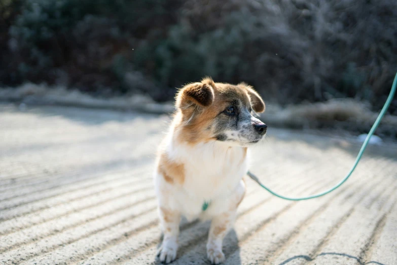 a dog is on a leash outside