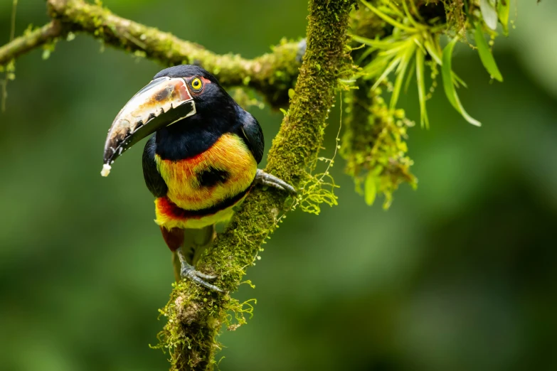 a colorful bird with large beak sitting on tree nch