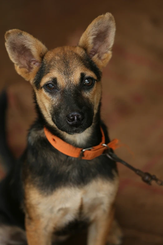 a dog with a leather collar is looking at the camera