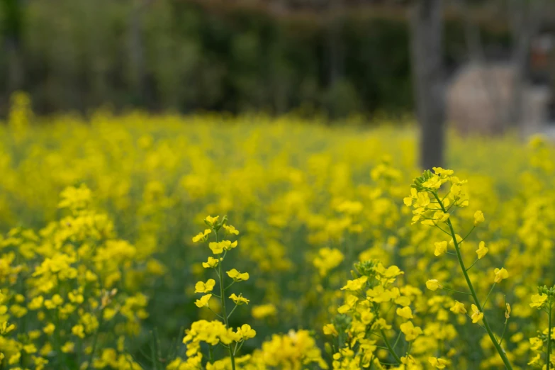 some yellow flowers in a big field of green