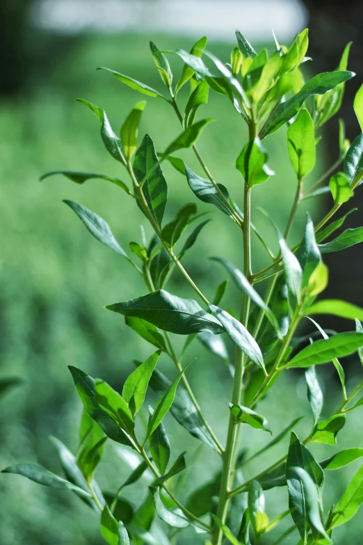 a close up s of a green plant in a garden