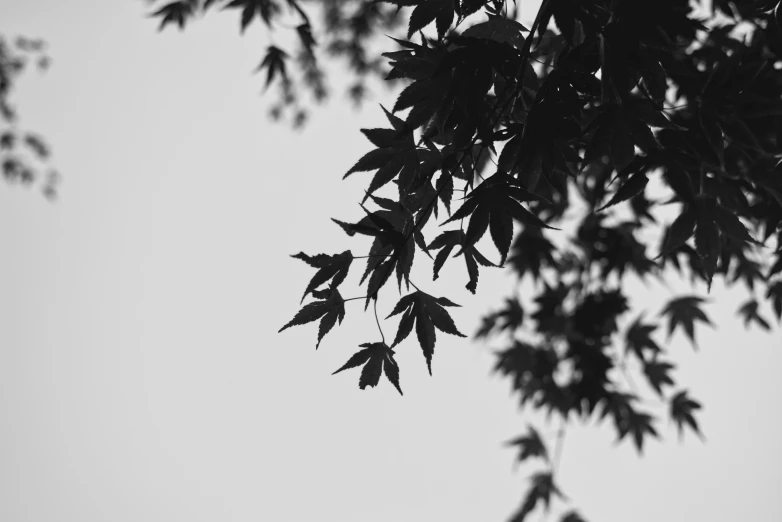 black and white pograph of leaves against sky