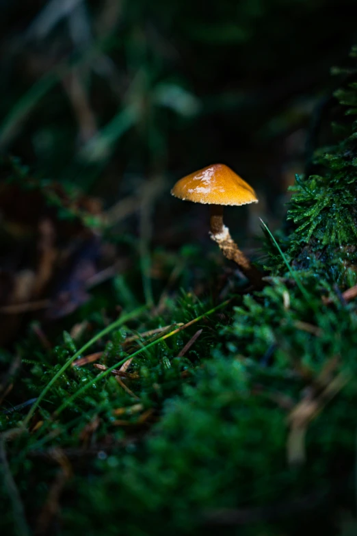 a yellow mushroom with moss in it near the ground