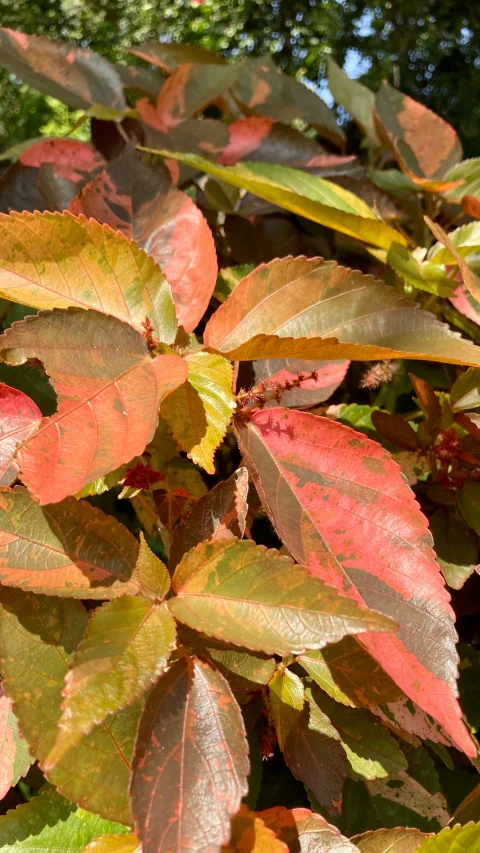 a plant with many different colored leaves