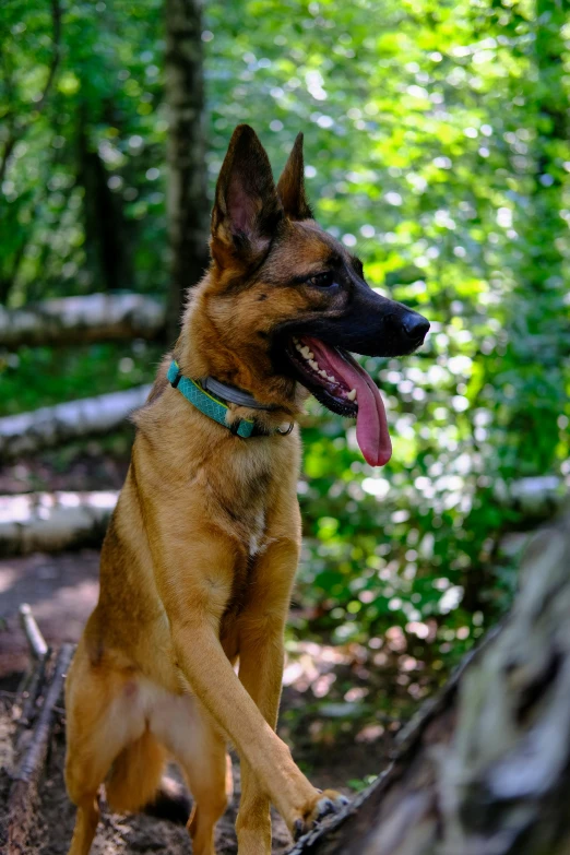 a dog is standing in the woods on a log