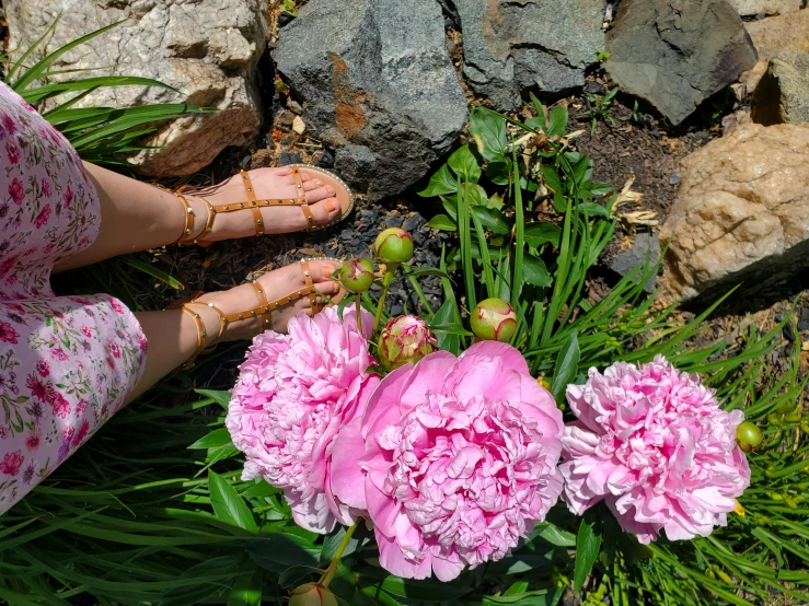 there are many peonies and one is standing on the rocks