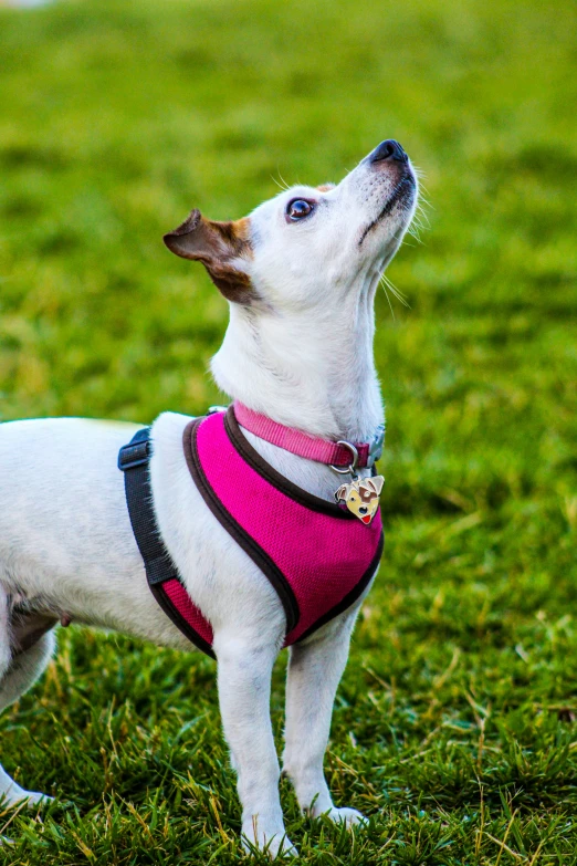 a small white dog wearing a pink harness